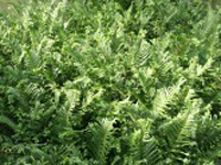 Hardy Fern Dryopteris filix-mas 'Furcans'